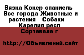 Вязка Кокер спаниель - Все города Животные и растения » Собаки   . Карелия респ.,Сортавала г.